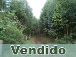Vendido